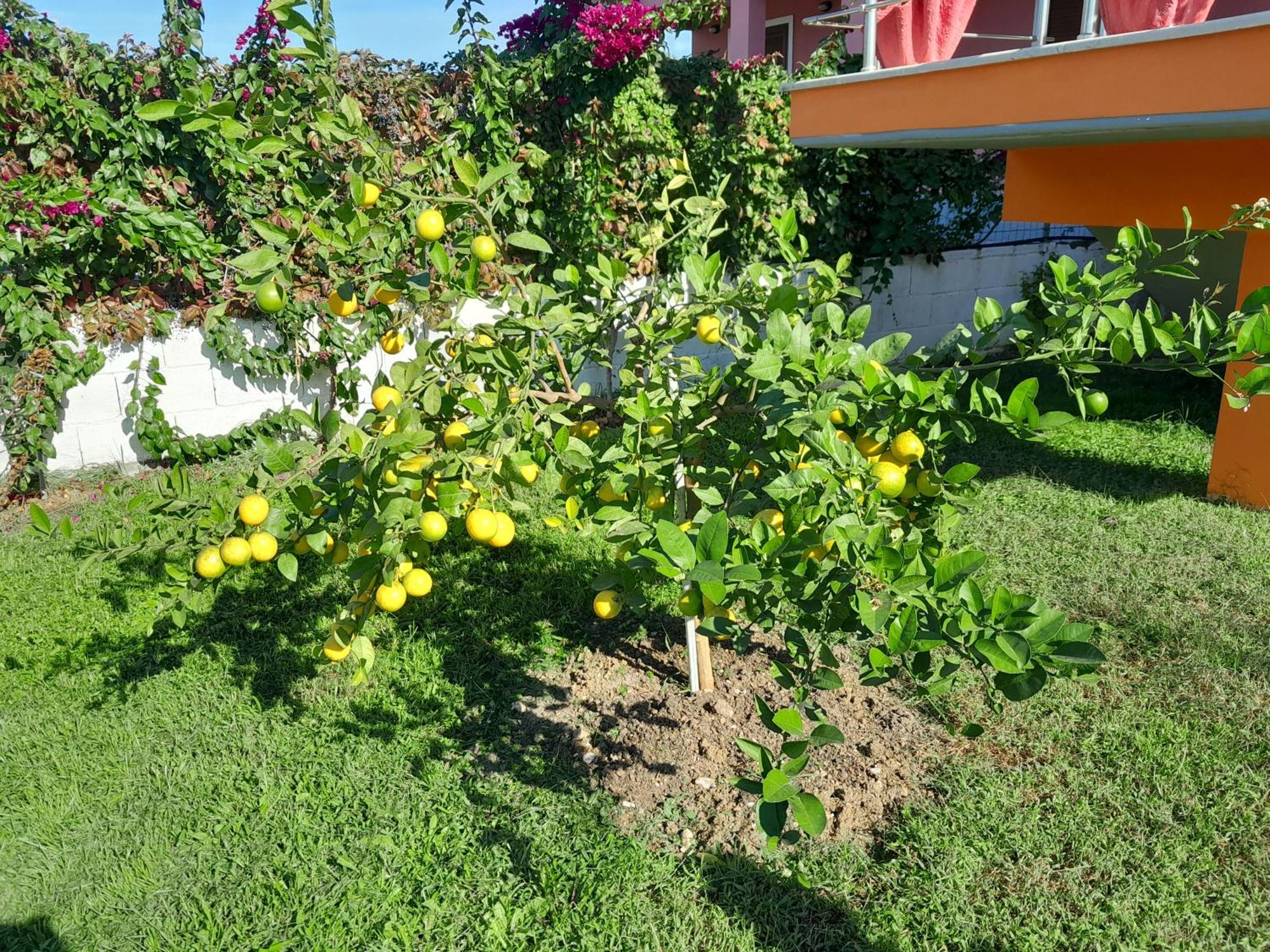 Orange Apartment Vlorë